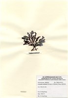 藏品(硬盾果藻)的圖片